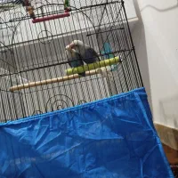 یک جفت عروس هلندی و یک جفت برزیلی|پرنده|بندر ترکمن, |دیوار