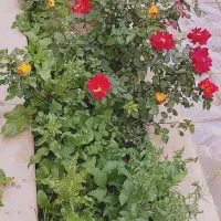 استخدام کارگر اقا برای باغ