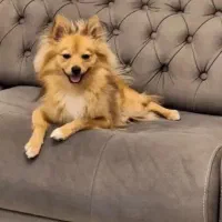 واگذاری سگ خانگی