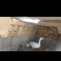 غاز