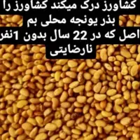فروش بذر یونجه گرمسیری کل استان کشاورز