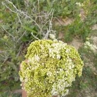 سلام اوستا کادرفنی همه کار