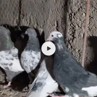 شجردارکرمانی|پرنده|زابل, |دیوار