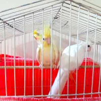 ۳تا طوطی بالغ یه پسر ۲تا دختر|پرنده|آمل, |دیوار