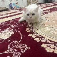 گربه|گربه|کرمانشاه, |دیوار
