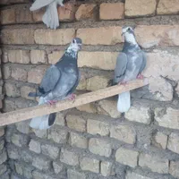 کبوتر گلین|پرنده|اصفهان, کساره|دیوار