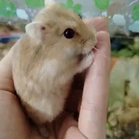 شش عدد همستر (کمپل)|موش و خرگوش|فاضل آباد, |دیوار