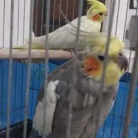 جفت عروس هلندی تخم گذار|پرنده|ری, سرتخت|دیوار