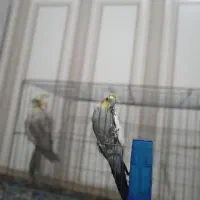 عروس هلندی|پرنده|قره پشتلو, |دیوار