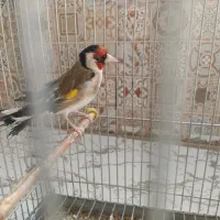 سهره گل قفل