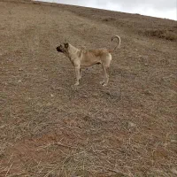 ماده سرابی|سگ|اردبیل, |دیوار