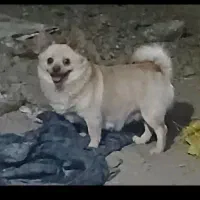 پامر اشپیتز ماده