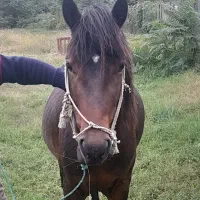 اسب نریان ۴ساله سالم