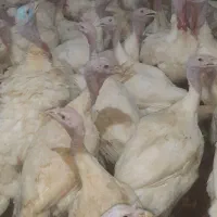 کارگر مرغداری