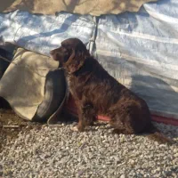 سگ گم شده یا دزدیده شده|حیوانات|اطاقور, |دیوار