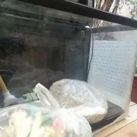 آکواریم شرکتی با لوازم|ماهی|تهران, افسریه شمالی|دیوار