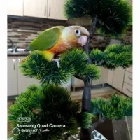 گرینچیک آناناسی دبل رد