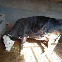 حیوانات مزرعه|حیوانات مزرعه|فریدونشهر, |دیوار