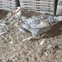 مرغ و خروس گلین|حیوانات مزرعه|شیراز, قلات|دیوار