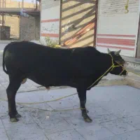 گوشت گوساله