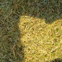 فروش کاه نخود و عدس