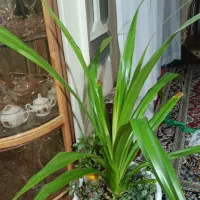 دو عدد گلدون قشنگ