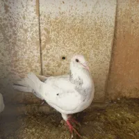 چند تا المانی خوب