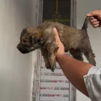 سرابی درشت|سگ|کرج, کمال‌شهر|دیوار