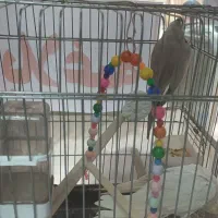 عروس هلندی جفت|پرنده|تهران, امام زاده عبدالله|دیوار