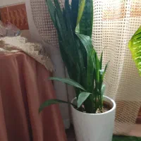 گل سانسوریا