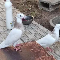 کبوتر طوق شازده تازه کار درجه یک