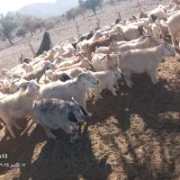 بز جوون و سرحال داشتی|حیوانات مزرعه|سیرجان, |دیوار