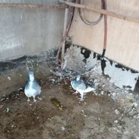 کبوتر|پرنده|کازرون, |دیوار