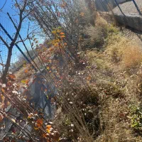 فروش باغ فوری|فروش زمین و ملک کلنگی|گلپایگان, |دیوار