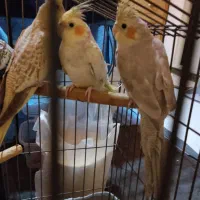 عروس هلندی جوان و دونخور