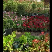 گیاه پزشک باغبانی و هرس و کاشت درخت گیاهان تزئینی|خدمات باغبانی و درختکاری|مشهد, سجاد شهر|دیوار