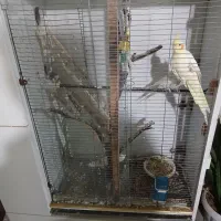 قفس تزئینی|لوازم جانبی حیوانات|بوشهر, |دیوار