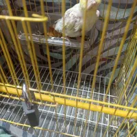 عروس هلندی لوتینو|پرنده|زابل, |دیوار