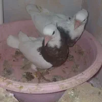 کبوتر . پلاکی .طوقی .سوسکی .|پرنده|فریدونشهر, |دیوار