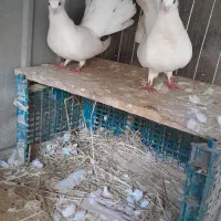 کبتر|پرنده|لنگرود, |دیوار