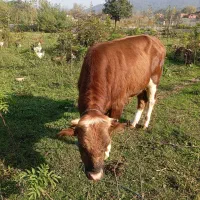 گاو ورزا سیمینتال جنس درجه یک