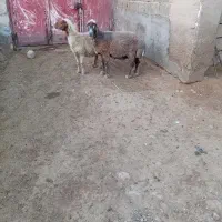 گوسفند