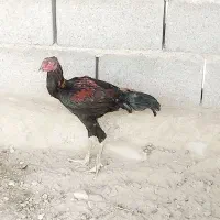 خروس مرغ