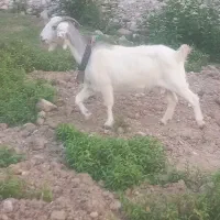 بز و بزغاله ماده