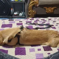 سگ پیکینیز|سگ|ملارد, |دیوار