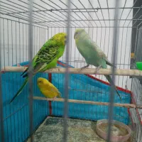 سه عدد مرغ عشق مناسب برای جوجه کشی