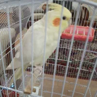 تعویض عروس هلندی ماده بانر ۹ماه