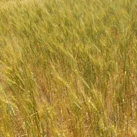 فروش کاه گندم