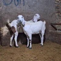 بز پاکستانی