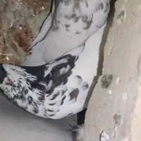 نروماده رنگی گل دار|پرنده|کوه چنار, |دیوار